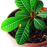 Madagascar Jewel seeds, Ultimate Easy Care Plant, can handle Low Light, Office plant, gift idea, Christmas present, organic, fast shipping