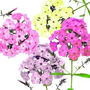 100 Pastel Phlox Drummondi Flower Seeds - A Mix of Pink, Salmon, Yellow, Rose and White