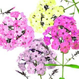 100 Pastel Phlox Drummondi Flower Seeds - A Mix of Pink, Salmon, Yellow, Rose and White