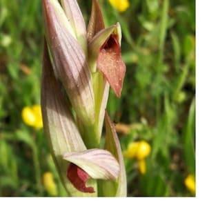 Rare 1 bulb serapias parviflora