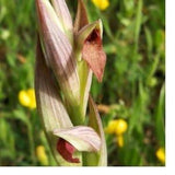 Rare 1 bulb serapias parviflora