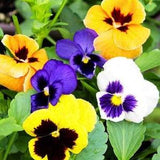 Swiss Giants Mix Pansy Flower Seeds - Open-Pollinated for Seed Saving - Non-Hybrid & Non-GMO - Heirloom Canada Flower Seeds