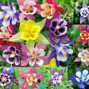 Columbine (Aquilegia)  McKana Giants