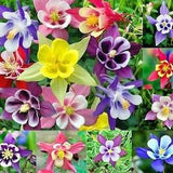 Columbine (Aquilegia)  McKana Giants