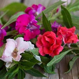Balsam Camellia Mix Seeds | Shade Friendly | 40+ seeds | Colourful Double Blooms | Impatiens balsamina | Organic Heirloom