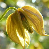 Rare Heirloom Golden Bell Clematis Seed (Clematis tangutica)