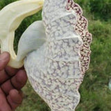 Duck Flower - Flor de Pato | Contribo herb| Palo Guaco (Aristolochia Grandiflora)