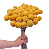 Natural Dried Flower Yellow Ball Bouquet Bunch, Real Freshly Harvested Dried Ph