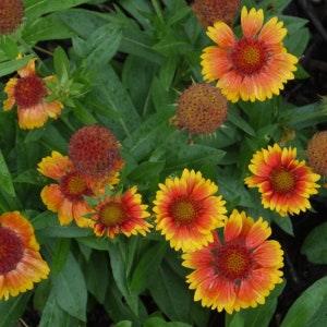 Blanket Flower