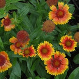 Blanket Flower