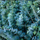 Silver Dollar Eucalyptus Seeds, Eucalyptus Seed, 10+ Seeds