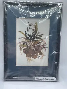 NEW LISTINGSeaweed Creations Pressed Seaweed In Frame Atlantic And Pacific Shores 8x6 Art