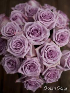 The Lavender & Purple Rose Study Flower Delivery