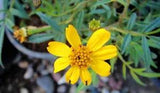 Copper Canyon Daisy Live Plant 1 Gallon Tagetes lemmonii