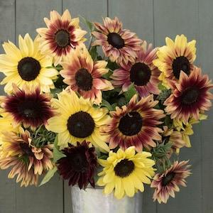 10 Beautiful Strawberry 'Astra Rose' Pink Sunflower Seeds (Rare)