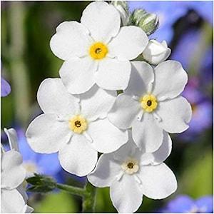 100 Pcs Rare White Alpine Forget me not Flower Seeds - Heavenly Hybrid-MYOSOTIS ALPESTRIS/Pure Beauty/  (FL165)