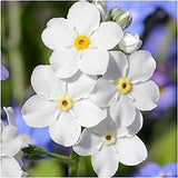 100 Pcs Rare White Alpine Forget me not Flower Seeds - Heavenly Hybrid-MYOSOTIS ALPESTRIS/Pure Beauty/  (FL165)