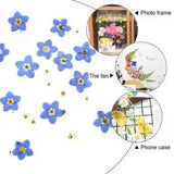 20PCS Blue Forget Me Not Flowers Dried Pressed Nature DIY Crafts Flower Decor