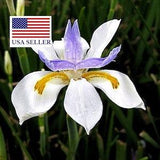 Dietes iridioides - Wood Iris - 20 Seeds