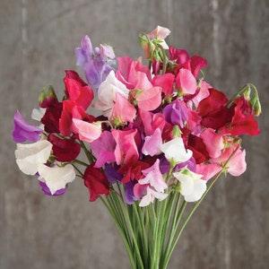 30 Sweet Pea Mammoth Choice Mix Seeds, Flower Garden, Gardening, Easy-to-grow, Vine, Plant, Florist