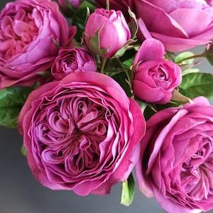 David Austin Cabbage rose, Juliet Rose, Realistic peony rose for vase, English garden rose, Bride wedding masora bouquet, magenta color