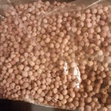 Giant Dogwood Tree Seeds