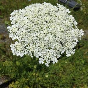 Queen Anne's Lace Seeds, Wild Carrot Seeds - (Daucus carota) - Biennial - 200+ Seeds