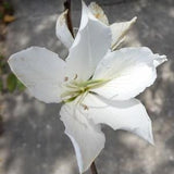 Tropical White Orchid Tree Seedling in a non woven pot ready to transplant hummingbirds favorite