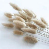 Natural Dried Flowers Lagurus Ovatus Rabbit Tail Grass Bunch Real Flower Bouquet