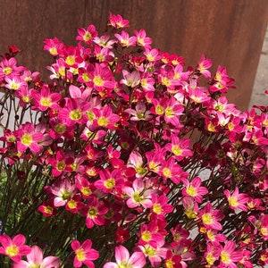 Saxifraga Arendsii Moss Rockfoil 50 seeds