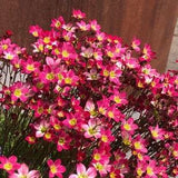 Saxifraga Arendsii Moss Rockfoil 50 seeds