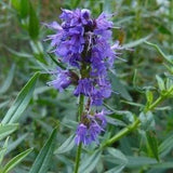 Hyssop Herbs 0.5g - 200 Seeds - Hyssopus Officinalis NON GMO