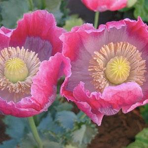 50+ seeds / Giganthemum Poppy Seeds / Papaver somniferum / Large Flower Poppy / (#W25)