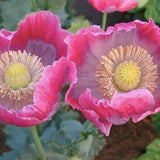 50+ seeds / Giganthemum Poppy Seeds / Papaver somniferum / Large Flower Poppy / (#W25)