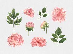 Anemone & Dahlia: Watercolor Flowers Clipart Flower Delivery