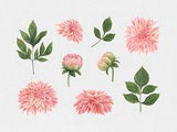 Anemone & Dahlia: Watercolor Flowers Clipart Flower Delivery