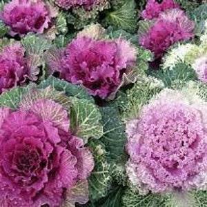 50 Pcs Ornamental Kale Flowering Seeds-Brassica Oleracea-Beautiful and decorative Ornamental Annual-Can Survive through Winter-(FL442)