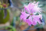 30+ Rose Dianthus Carnation Superbus Spooky Flower Seeds / Perennial