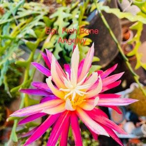 A Cutting Stem Unrooted Epiphyllum Fish Bone