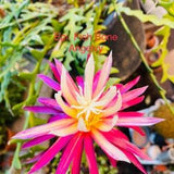 A Cutting Stem Unrooted Epiphyllum Fish Bone