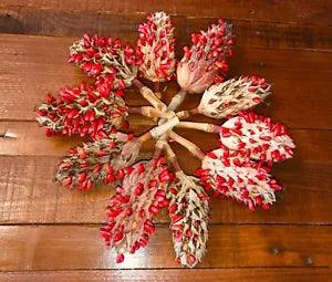 10 Magnolia Seed Pods - decoration, craft, wreaths, isopods, weddings, potpourri