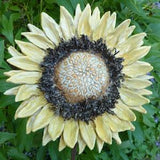 Extra Large Ceramic Sunflower