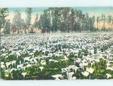 NEW LISTINGDivided-back CALIFORNIA LILY FLOWER FIELD Postmarked Vallejo CA AD7487