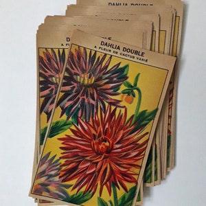 75 DAHLIA labels, Vintage French Seed Packet Labels, Cottage Garden cut flowers, Cactus DAHLIAS, original 1920s Lithograph printed labels