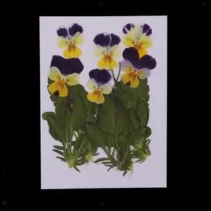 6pcs Real Pressed Dried Flowers Viola Tricolor for Art Craft Candle Making