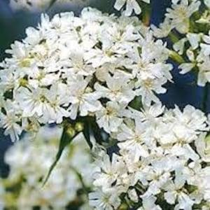 100 Pcs  Lychnis Viscaria Snowstar Flower Seeds-Lychnis Viscaria Splendens Snowstar-White Lychnis Viscaria- Cute Perennial!FL394