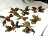 Dried Magnolia Flowers with Leaves Brown Green Lot of 9 Crafts
