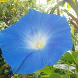 Heavenly Blue Mexican Morning Glory FRESH Organic Seed - Ipomoea Medicinal Shaman - Masses of Amazingly Beautiful Large Blue Flowers