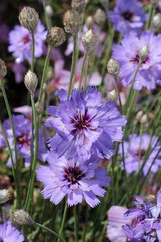 Catananche caerulea "Cupid's Dart" Flower Delivery