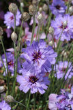 Catananche caerulea "Cupid's Dart" Flower Delivery